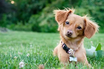 Cute dog sitting in grass outside.