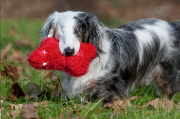 Corey, a blind dog, carries a red toy in his backyard