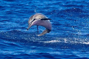 Hawaiian spinner dolphin calf in the ocean