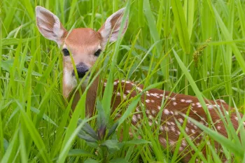 Fawn in a field of tall green grass