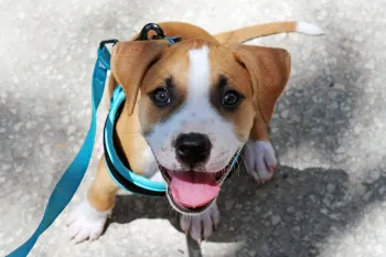 happy puppy on leash