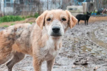 Neglected dog before being rescued from Mississippi hoarding situation