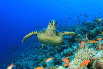 Sea turtle in the ocean swimming