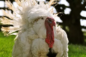 Turkey at Farm Sanctuary