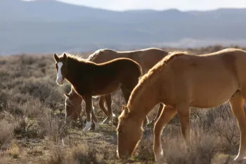 Wild horses eating grass