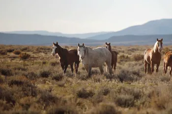 Wild horses Band of wild horses