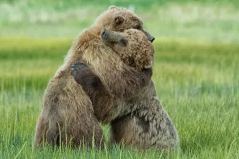 Bears hugging