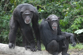 Two chimpanzees sitting together on a log in Liberia.