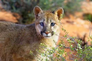 Portrait of a cougar in the wild