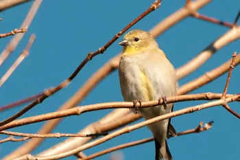 WLT Bird Bird in wildlife habitat protected by WLT