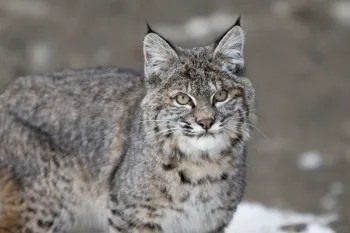 Bobcat in the winter snow