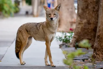 Coyote on an urban sidewalk