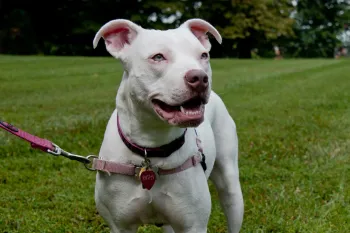 Pitbull, dog, companion animals Happy white dog on a leash in the backyard.