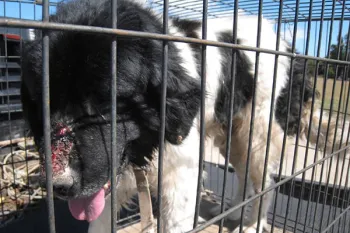 Dog with facial injuries at puppy mill