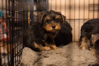 Sad puppies sitting in a filthy cage at a North Carolina puppy mill. 