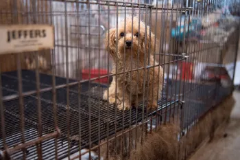 Dog in filthy cage in a puppy mill