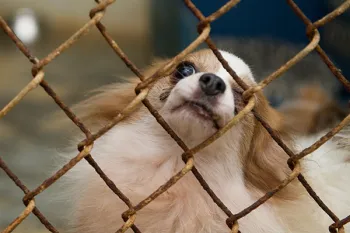 Dog in cage before being rescued from puppy mill