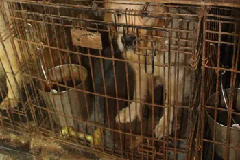 Dog in filthy cage in a puppy mill