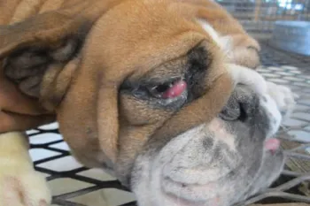 Puppy mill dog with eye abnormalities 