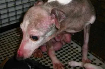 Sickly greyhound at a puppy mill