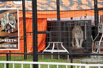 Travelling circus tiger - magazine only White tiger in a cage at a traveling circus