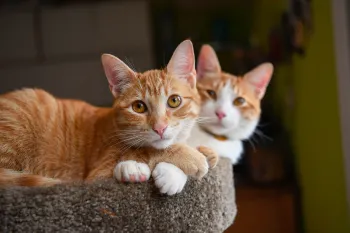 Orange cats cuddling together