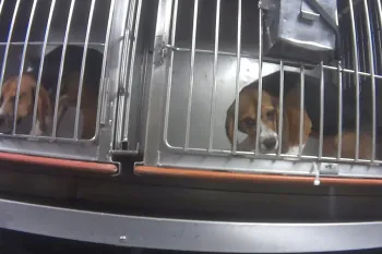Dog beagles in cages Beagles in their cages during Dow investigation