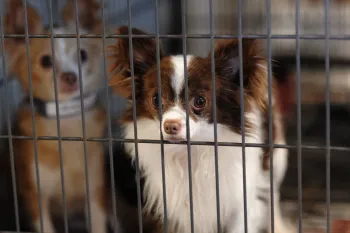 stop puppy mills, animal rescue Two dogs suffering on a puppy mill farm