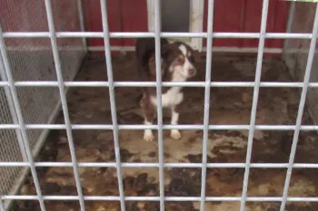 Horrible Hundred, puppy mill, dog Dog in a filthy cage found in a dog breeding facility in MO