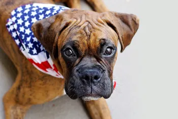 Patriotic dog Dog wearing a patriotic bandana