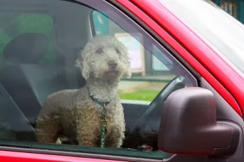 Dog left in a hot car