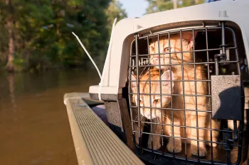 Kittens after being rescued during Hurricane Harvey