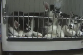 Overcrowding at the Petland Frisco store - four Husky puppies in one cage.