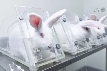 Rabbit testing Three rabbits in restraints in animal testing lab