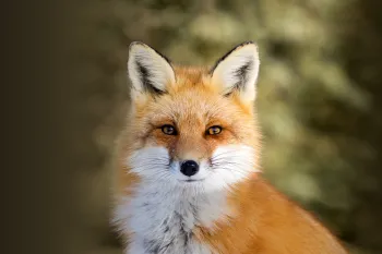 Red fox Portrait of a wild red fox