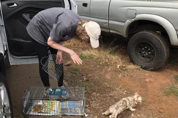 Susan Richmond of Neighborhood Cats releasing a cat