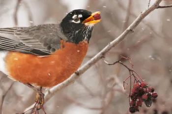 An American robin eating a hawthorn berry during a snow storm.