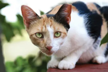 Portrait of a pretty cat outside with a tipped ear