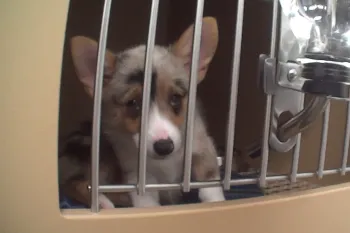 Sick Corgi in a cage looking out