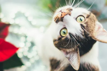 Pretty tabby cat sitting next to a toxic pointsetta