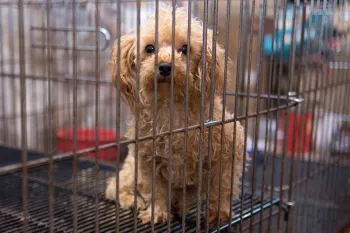 Sad dog in a dirty cage before being rescued from a puppy mill