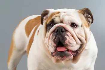 Portrait of an English Bulldog