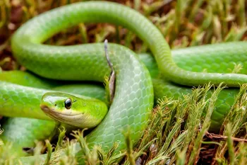 Green snake in grass