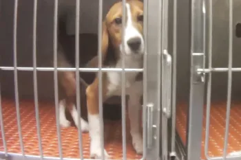 Teddy in a laboratory cage