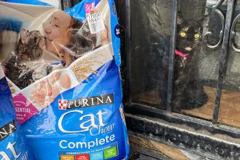 Cat standing in a doorway with bags of food on the porch