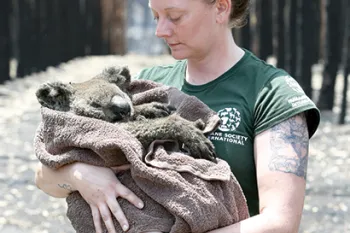 HSI's Kelly Donithan holding a koala rescued from Australia's wildfires