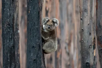 Koala in charred trees after the Australia wildfires