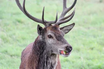 Deer with large antlers