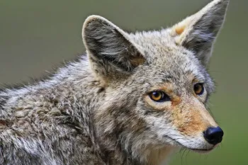 Portrait of a wild coyote