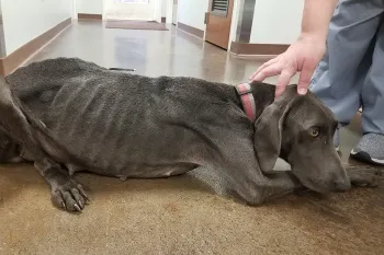 Emaciated mother dog pregnant with seven puppies rescued from an AKC breeder in Caldwell County, NC in 2019